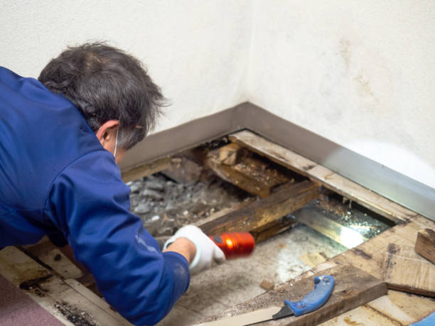 Best Mold Testing  in Kennedale, TX