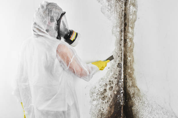 Best Commercial Mold Removal  in Kennedale, TX