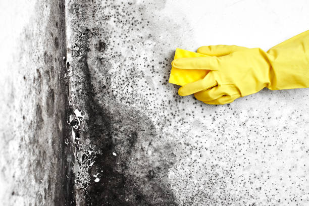 Certified Mold Removal in Kennedale, TX