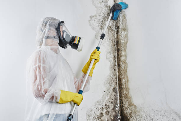 Best Mold Removal Specialists  in Kennedale, TX