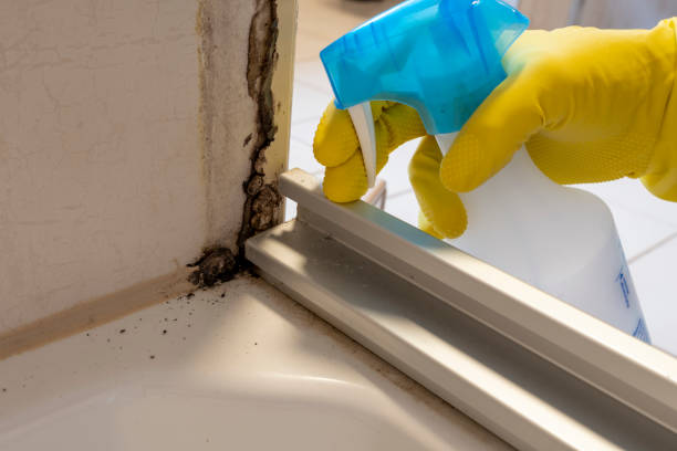 Best Professional Mold Removal  in Kennedale, TX