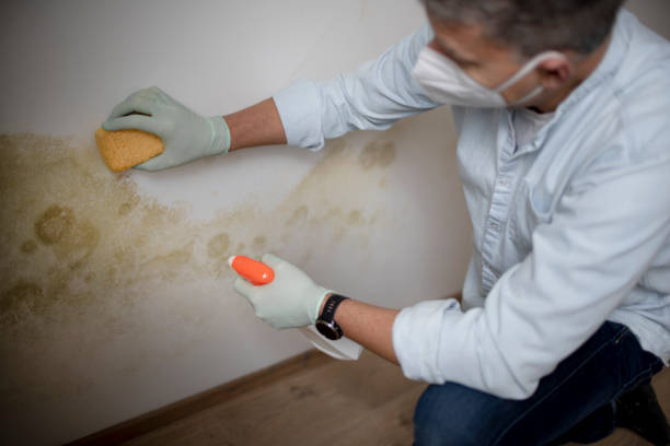 Best Mold Removal Company Near Me  in Kennedale, TX