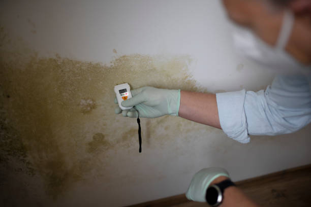 Best Commercial Mold Removal  in Kennedale, TX