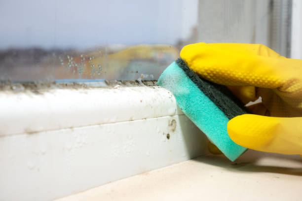 Best Mold Removal Near Me  in Kennedale, TX