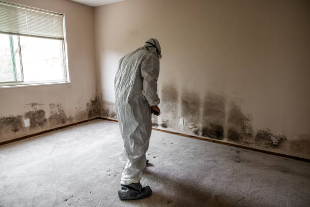 Best Mold Damage Repair  in Kennedale, TX