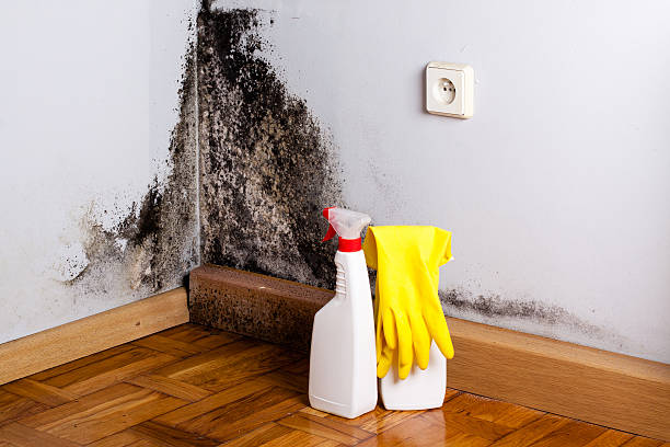Best Mold Remediation  in Kennedale, TX
