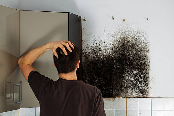 Best Affordable Mold Removal  in Kennedale, TX
