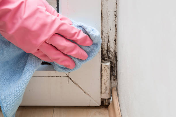 Mold Testing and Removal in Kennedale, TX