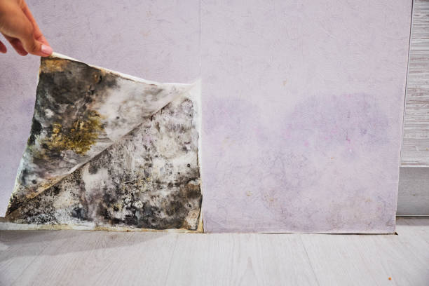 Trusted Kennedale, TX Mold Removal Experts
